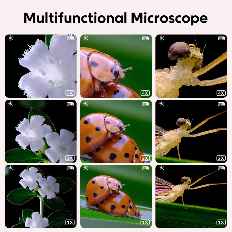 Miniatuur 6